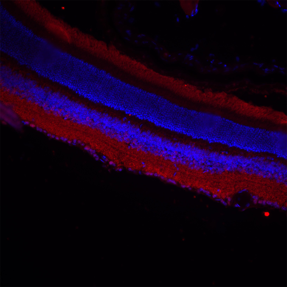 Mouse retina displaying the layer stratification of cell types and subregions