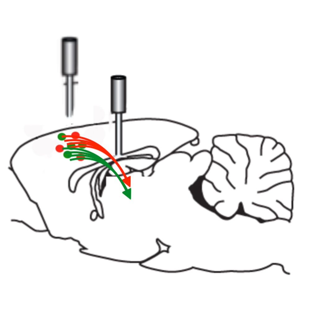 Diagram of a mouse brain with red and green activity sensors in two different cell populations whose axon bundles are projecting to the same downstream brain region.