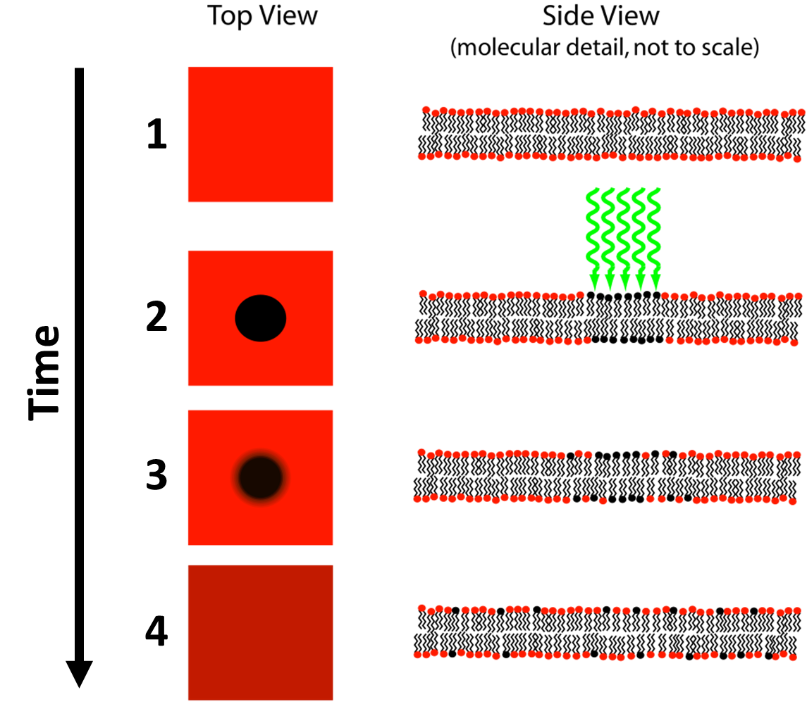 ultamate custom night 2 Diagram